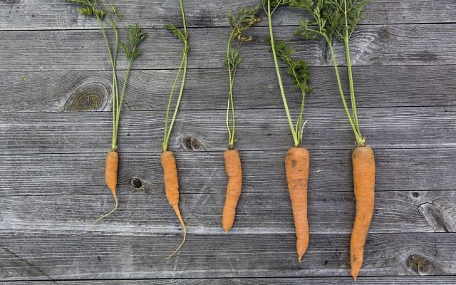 karotte welk auffrischen karotte welk auffrischen
