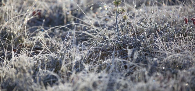 Rasenmähen im Winter