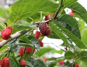 maulbeerbaum