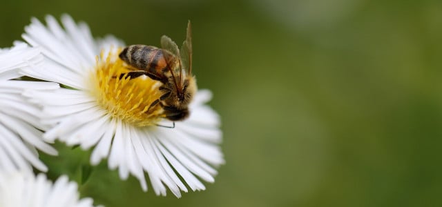 unterschied wildbiene honigbiene