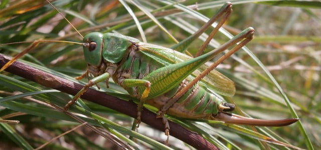 Insekt des Jahres 2026: Von diesem Tier haben sich Menschen früher absichtlich beißen lassen (Foto: Senckenberg/Schmitt) Grüne Heuschrecke mit langen Antennen sitzt auf einem dünnen braunen Zweig, umgeben von grünem Gras. Die Heuschrecke hat auffällige Hinterbeine und durchsichtige Flügel.