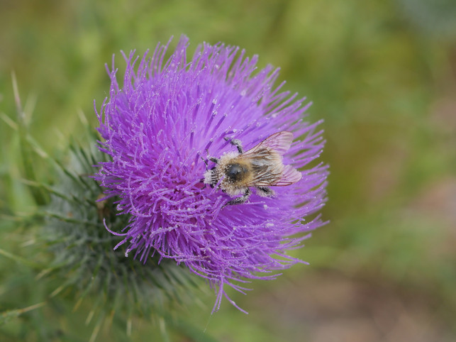 varroamilben-haken-sich-an-bienen-fest-und-saugen-sven-christian-schulz-utopia-190815_download Varroamilben haken sich an Bienen fest und saugen ihren Körpersaft.