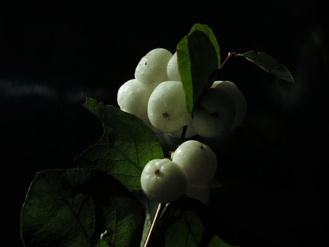 die-schneebeere-wird-auch-knallerbse-genannt-cc0-pixabay-radfotosonn-211213_download Die Schneebeere wird auch Knallerbse genannt.