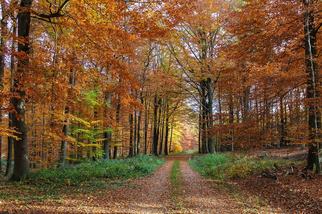 in-der-gemaessigten-klimazone-praegen-laub-und-nadel-cc0-pixabay-katzenfee50-210406_download In der gemäßigten Klimazone prägen Laub- und Nadelwälder das Bild.