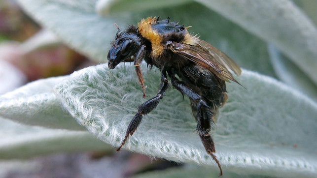 wollziest-zieht-bienen-hummeln-und-andere-insekte-cc0-pixabay-radfotosonn-200720_download Wollziest zieht Bienen, Hummeln und andere Insekten an.