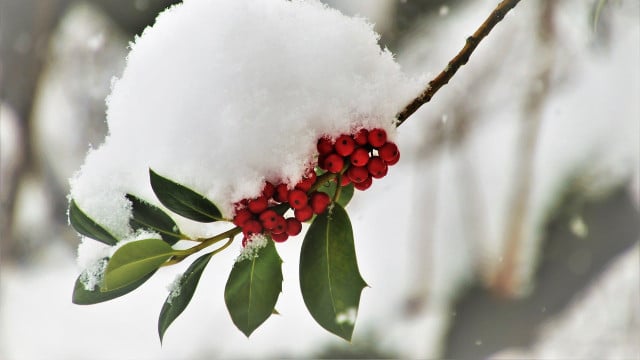 pflanzen-ueberwintern-cc0-pixabay-pasja1000-200315 Pflanzen überwintern