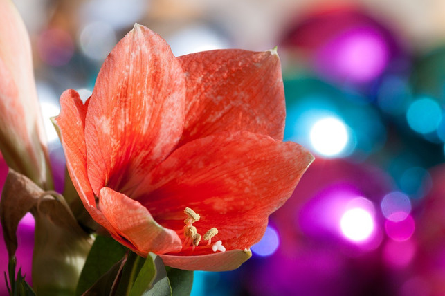 die-amaryllis-wird-gerne-zur-weihnachtlichen-dekor-cc0-pixabay-stux-181130_download Die Amaryllis wird gerne zur weihnachtlichen Dekoration eingesetzt.
