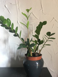 zamioculcas-sind-genuegsam-was-licht-angeht-utopialea-hermann-170813_download Zamioculcas sind genügsam was Licht angeht