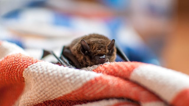 fledermaus-im-haus-cc0-pixabay-kissu-190801 fledermaus im haus