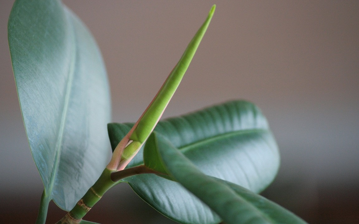 monstera albo Monstera albo white tiger main image 1