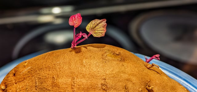 Süßkartoffel als Zimmerpflanze