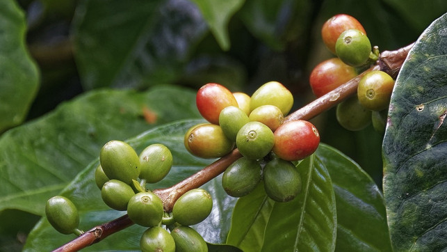 cascara-kaffeekirsche-kaffee-cc0-pixabay-makalu-220630 cascara kaffeekirsche kaffee