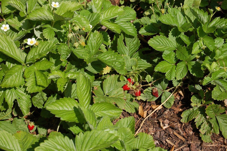 Walderdbeeren: Anpflanzen im eigenen Garten - Utopia.de