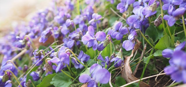 How Do You Grow Scented Violets?