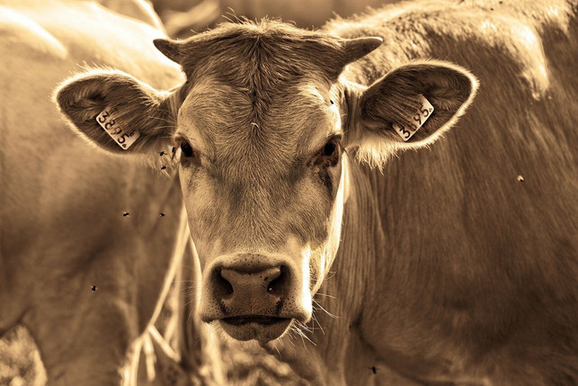 tiere-sind-auch-lebewesen-cc0-pixabay-mabelamber-210811_download Tiere sind auch Lebewesen.