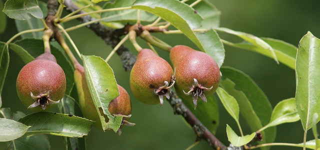Obstbaum pflanzen: Die heimische Birne eignet sich wunderbar als Obstbaum im Garten