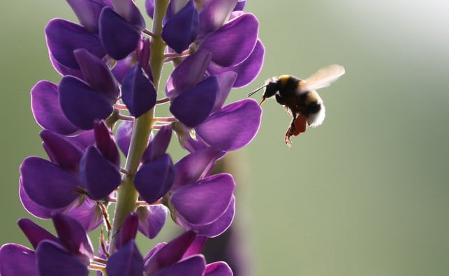 bevor-die-schotensamen-aus-den-blueten-entstehen-e-cc0-pixabay-catazul-250317_download Bevor die Schotensamen aus den Blüten entstehen, ernähren Lupinblüten Insekten wie Hummeln und Bienen.