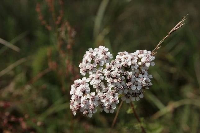wenn-du-winterharte-stauden-fuer-deinen-naturgarten-cc0-pixabay-anandasandra-190820_download Wenn du winterharte Stauden für deinen Naturgarten suchst, ist Schafgarbe die richtige Wahl.