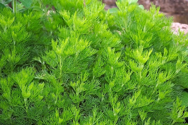 colakraut-ist-pflegeleicht-cc0-pixabay-hanslinde-240429_download Colakraut ist pflegeleicht.