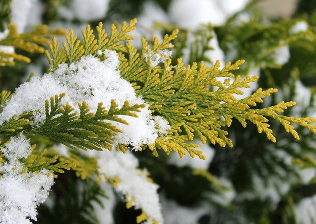 thuja-ist-winterhart-cc0-pixabay-_alicja_-191128_download Thuja ist winterhart.