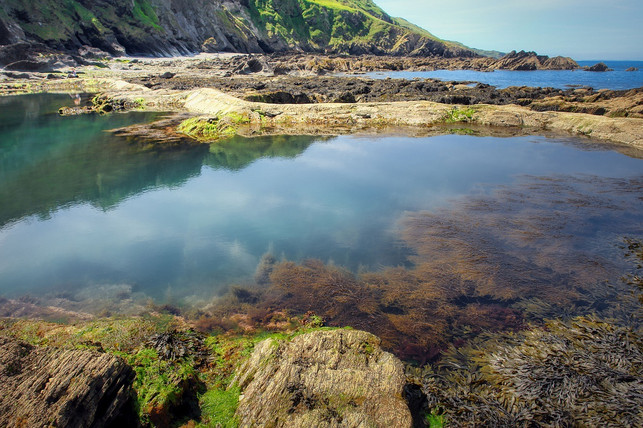 die-blue-carbon-initiative-moechte-unter-anderem-se-cc0-pixabay-fietzfotos-220617_download Die Blue Carbon Initiative möchte unter anderem Seegraswiesen erhalten, um den Klimaschutz voranzutreiben.
