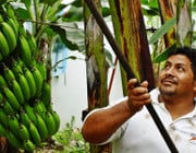 Bananenpflücker in Ecuador