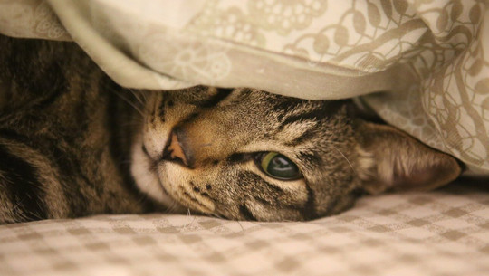 katze-im-bett-cc0-pixabay-cat823-221030 Katze im Bett