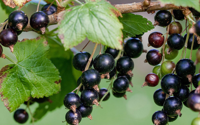 blackfood-johannisbeere-pb-pezibear-170329-1280x800 Black Food: Schwarze Johannisbeere