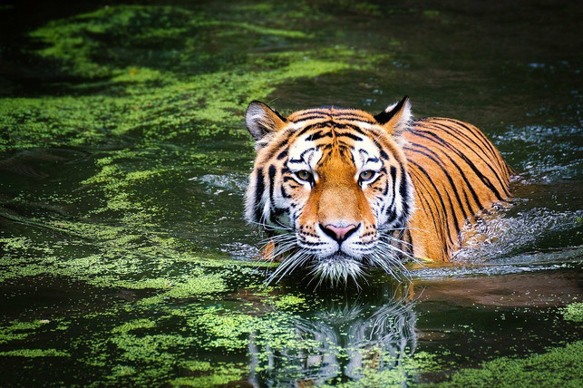 monsunwaelder-sind-suempfe-und-bieten-lebensraum-unt-cc0-pixabay-andibreit-210602_download Monsunwälder sind Sümpfe und bieten Lebensraum unter anderem auch für Tiger.