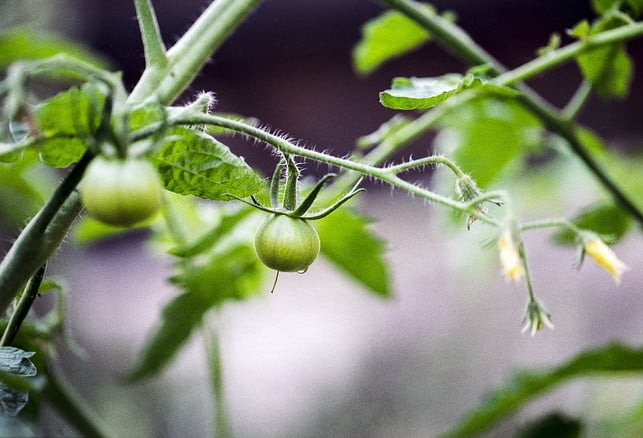 eine-bluehende-tomate-eignet-sich-als-lockpflanze-cc0-pixabay-brenkee-190331_download Eine blühende Tomate eignet sich als Lockpflanze