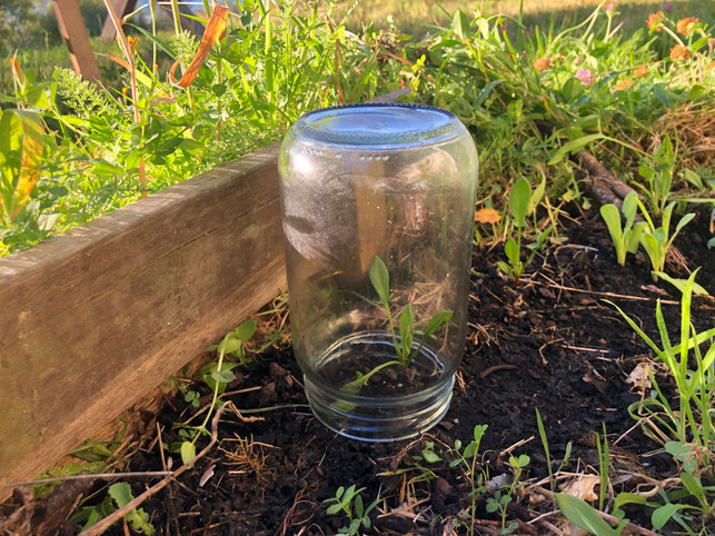 junge-pflanzen-koennen-in-einem-mini-gewaechshaus-au-lina-brammertz-utopia-250304_download Junge Pflanzen können in einem MIni-Gewächshaus auch bei kalten Temperaturen wachsen.