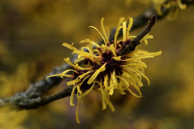 mueckenspray-zutat-hamamelis-das-zaubernussgewaechs-cc0-pixabay-zwaan6-210705_download Mückenspray-Zutat Hamamelis: Das Zaubernussgewächs pflegt die Haut.