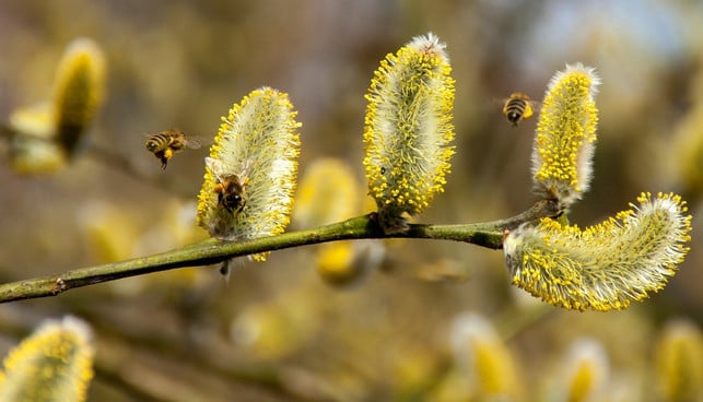 bienen-sind-auf-palmkaetzchen-als-nahrungsquelle-na-cc0-pixabay-smellypumpy-180216_download Bienen sind auf Palmkätzchen als Nahrungsquelle nach dem Winter angewiesen