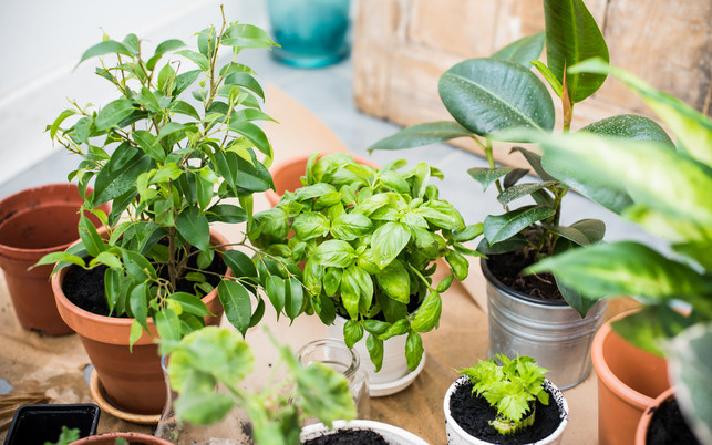 balcony garden Achte auf torffreie Erde, wenn du Pflanzen deines Urban Junglese umtopfst.
