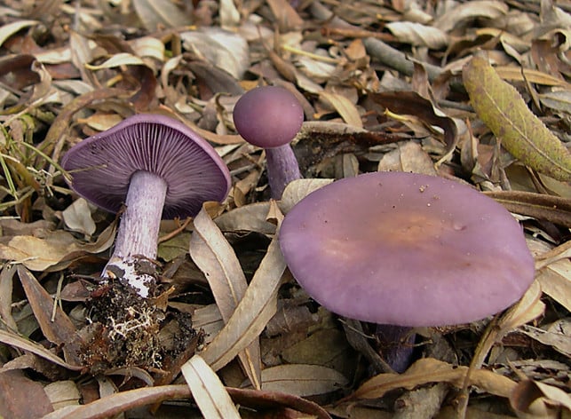 der-violette-roetelritterling-hat-eine-sehr-charakt-von-lepista_nudajpg-archenzoderivative-work-ak-201028_download Heimische Speisepilze: Der violette Rötelritterling hat eine sehr charakteristische Farbe.