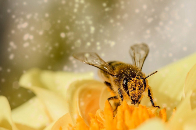 steinbrech-ist-bienen-und-insektenfeundlich-cc0-pixabay-myriams-fotos-210824_download Steinbrech ist Bienen- und Insektenfeundlich.