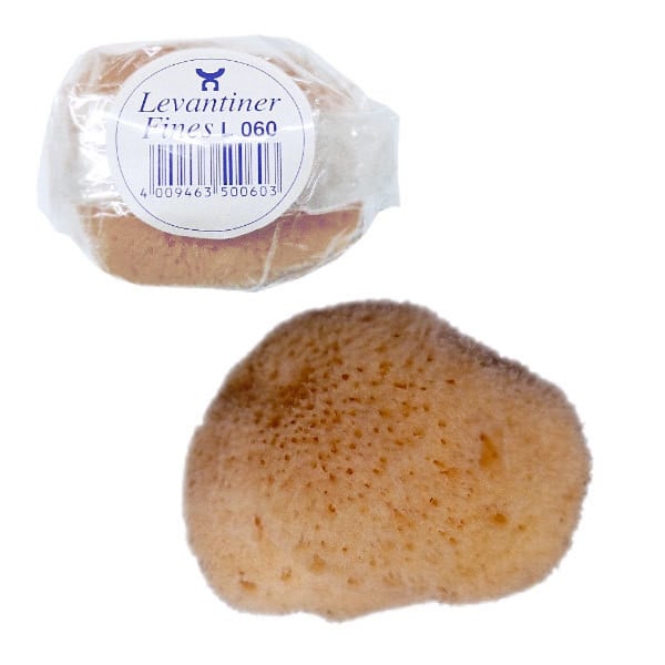 levantiner-naturschwamm-von-almo-almo-191230_download Levantiner Naturschwamm von Almo