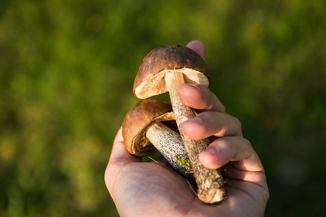 wenn-du-pilze-als-fleischersatz-verwenden-moechtest-cc0-pixabay-jarmoluk-210928_download Wenn du Pilze als Fleischersatz verwenden möchtest, kannst du diese auch im Wald sammeln.