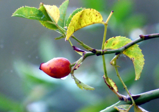 die-hagebutten-der-weinrose-enthalten-viel-vitamin-cc0-pixabay-rycky21-210223_download Die Hagebutten der Weinrose enthalten viel Vitamin C und sind eine wichtige Nahrungsquelle für Vögel.