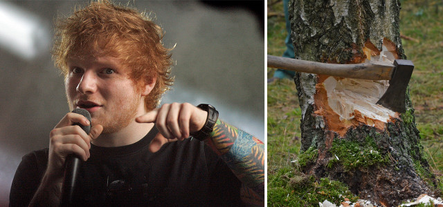 Baumfällungen für Ed Sheeran Konzert?