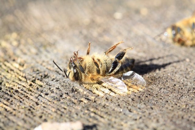 Bienen kommen durch die Pollen und den Nektar in Berührung mit dem Nervengift.