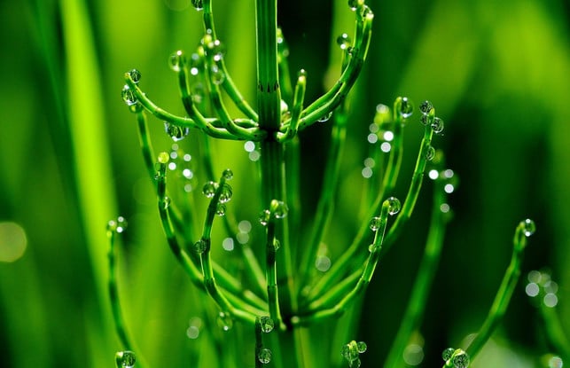 aus-ackerschachtelhalmen-kannst-du-einen-natuerlich-cc0-pixabay-jggrz-191204_download Aus Ackerschachtelhalmen kannst du einen natürlichen Pflanzenschutz gegen die Kräuselkrankheit herstellen.