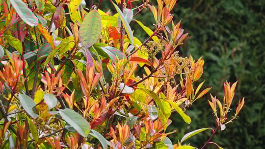 immergruene-pflanzen-cc0-pixabay-hpgruesen-180829 immergrüne pflanzen