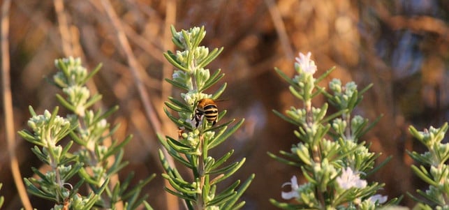 rosmarin-cc0-pixabay-samueles-180328 Rosmarin