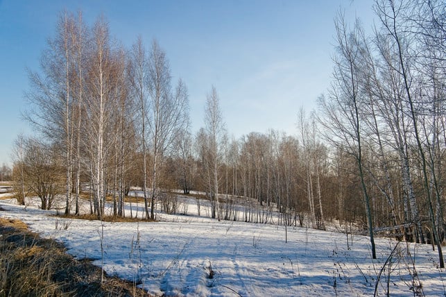 The birch forests in the north are home to the Chaga mushroom.