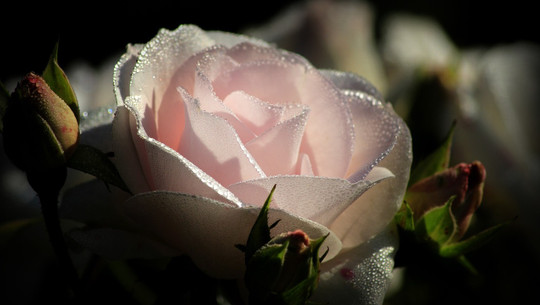 rosen-duengen-cc0-pixabay-miss_orphelia-190615 rosen düngen