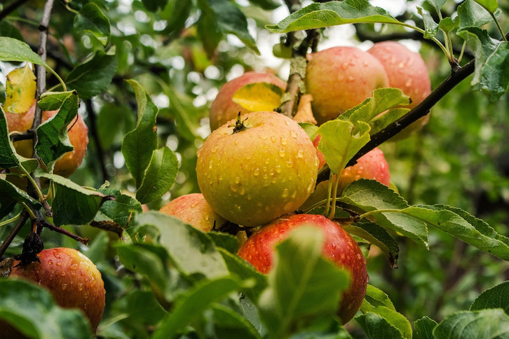 Apfelbaum pflanzen: Die richtige Sorte, Zeitpunkt und Standort - Utopia.de