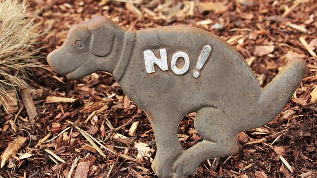 co2-pfotenabdruck-hund-kot-pb-pixel2013-210322-1280x720 CO2-Pfotenabdruck: Auch der Hundekot belastet die Umwelt immens
