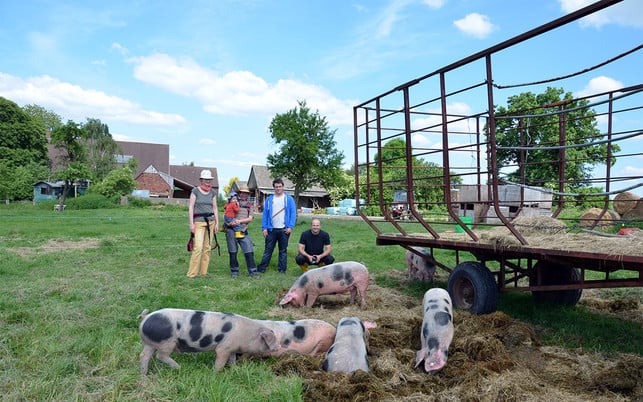 Laakenhof_Schweine_u_190911_1280x800