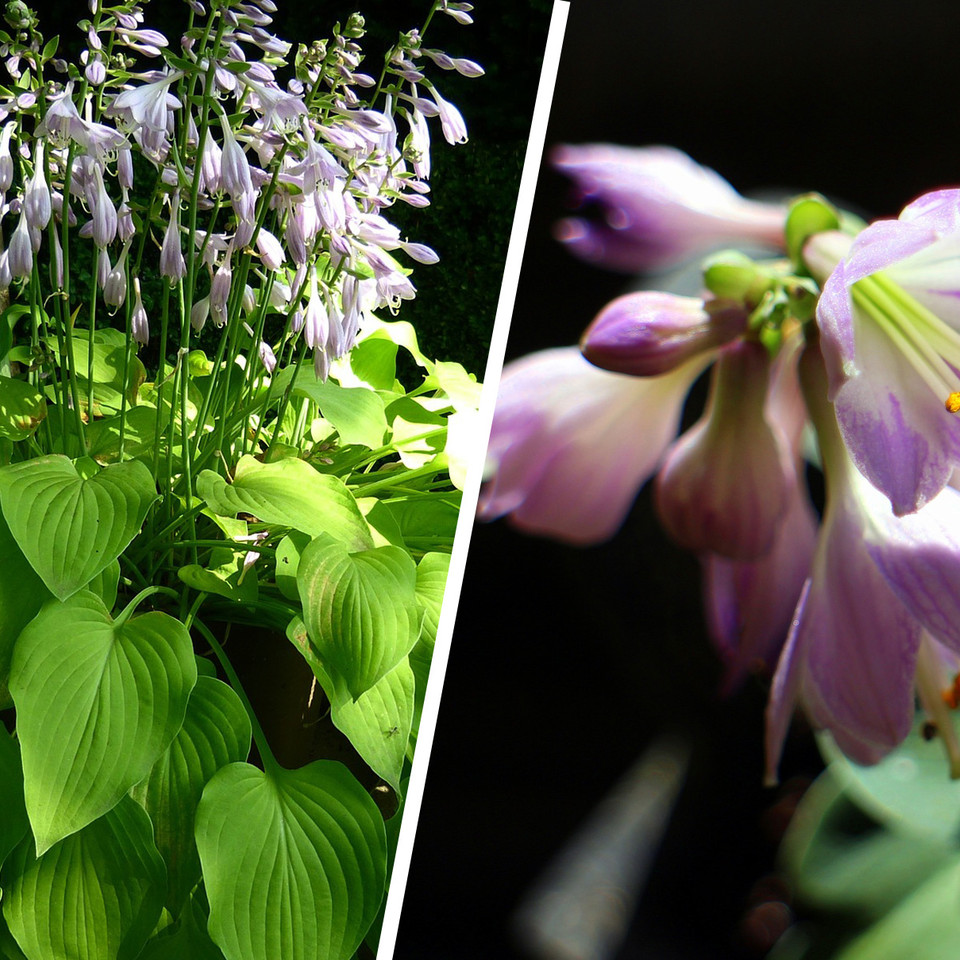 Geheimtipp fr den Garten: 6 Grnde, warum du Funkien pflanzen solltest